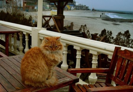 Cat - sleepy, cute, beautiful, cat, sleeping, kitty, cats, hat, cat face, paws, face, animals, pretty, beauty, sweet, kitten, lovely