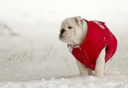 *** Dog and winter ***