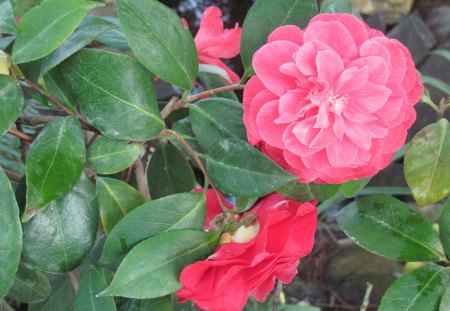 Spring perfume day 44 - camellia, red, photography, green, leaf, flowers, garden