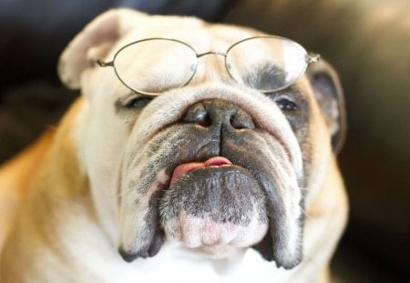 *** Dog *** - glasses, animals, dog, animal, dogs