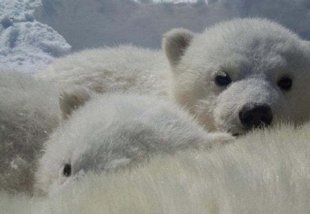 Tony And Ramya - bears, cubs, animals, polar bears