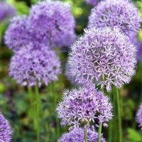 Purple Ornamental Garlic Flower