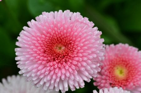 Pink Tamron - nature, tamron, pink, daylight, petals, day, flower, large