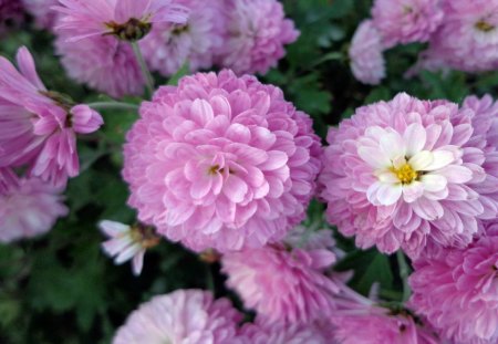 Chrysanthemum - chrysanthemum, daylight, day, large, nature, purple, petals, green, leaves, flower