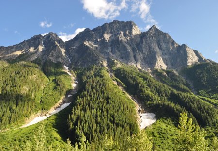 The forest is going up - snowy peaks, mountains, forest, landscapes