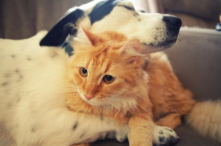 ~Friends To The End~ - cute, animals, precious, sweet, cat, love, adorable, pets, friends, dog