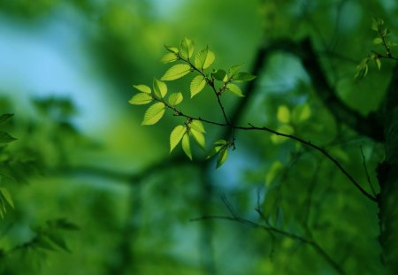 Spring Has Come - spring, leaves, tree, branches, nature, green