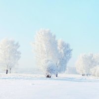 snow forest