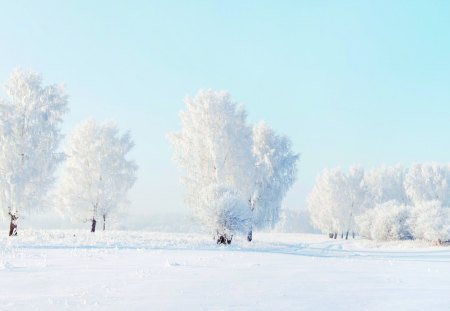 snow forest - witer, trees, popular, winter, walpaper, nature, forest, frost, snow