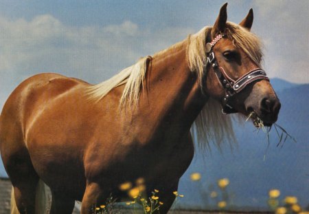 Palomino Grazing - Horse 2 - wide screen, horse, animal, palomino, photo, photography, equine