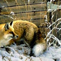 Red Fox in Winter F2