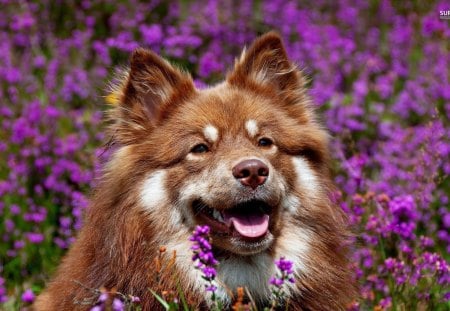 Fun In The Lavender Field