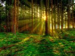 FOREST SUNBEAMS