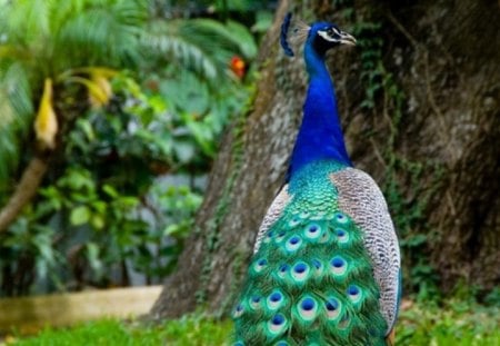 PEACOCK - male, peacock, pretty, bird