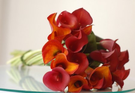 Red Calla - calla, nice, flowers, red