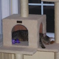 cozycatfurniture