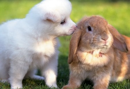 Dog and rabbit - pretty, pay, beautiful, dog face, puppies, lovely, playful dog, sweet, playful, dogs, bubbles, cute, face, puppy, animals