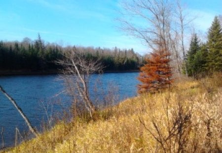 ~~; Pure & Clean ;~~ - nature, gift, trees, river