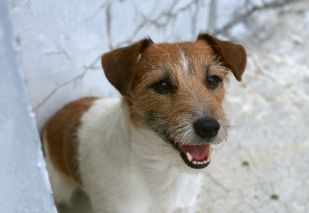 Terrier - pretty, pay, beautiful, dog face, puppies, lovely, playful dog, sweet, playful, dogs, bubbles, cute, face, puppy, animals