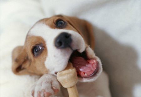 Beagle - face, pretty, playful dog, cute, animals, beautiful, sweet, puppy, bubbles, playful, dogs, puppies, pay, lovely, dog face