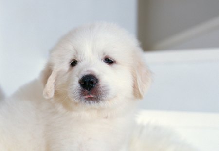 Dog - pretty, pay, beautiful, dog face, puppies, lovely, playful dog, sweet, playful, dogs, bubbles, cute, face, puppy, animals