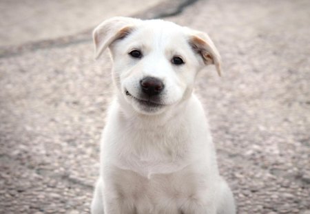 Happy dog - pretty, pay, beautiful, dog face, puppies, lovely, playful dog, sweet, playful, dogs, bubbles, cute, face, puppy, animals