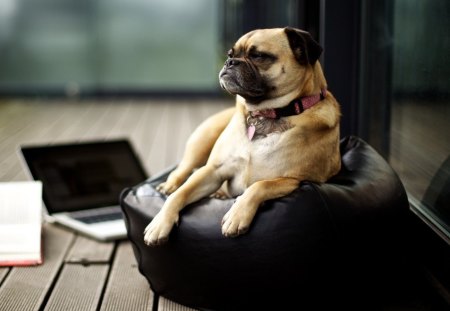 Bulldog - face, pretty, playful dog, cute, animals, beautiful, sweet, puppy, bubbles, playful, dogs, puppies, pay, lovely, dog face