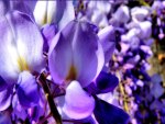 PURPLE WISTERIA