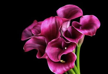 Purple Flowers - pretty, calla, purple flowers, beautiful, callas, lovely, bouquet, sweet, brauty, flowers, nature, purple