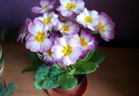 Lovely Colors - white, purple, yellow, green, flowers