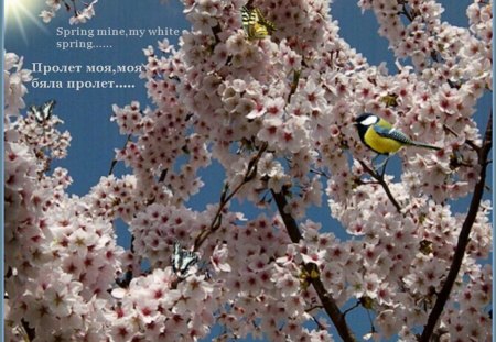 The Spring is come! - bird, flowers, spring, sky