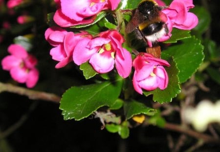 Untitled Wallpaper - bee, flower, close up