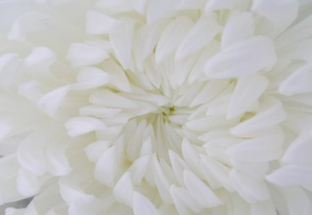 Untitled Wallpaper - white, flower