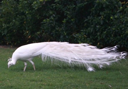 Untitled wallpaper - wow, bird, white, peacock