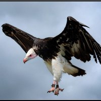 White Headed Vulture