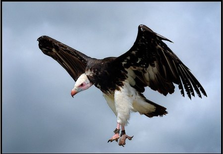 White Headed Vulture - crazy bird, eagle, bird