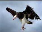 White Headed Vulture