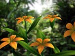 Orange flowers