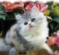 Persian kitten