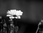 Black & White Flower