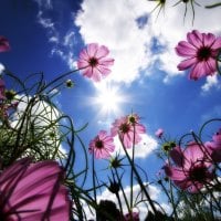 Into the Meadow Macro