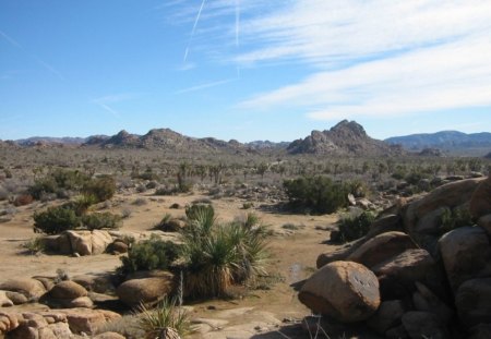 Palm desert - palms, seserts