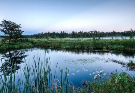 Foggy pond - lakes, nature