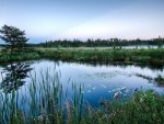 Foggy pond