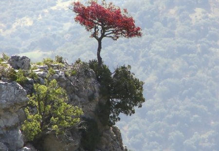 	redtree - red, cliff, tree