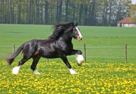 Beautiful Shire Galloping - draught horse, shire, horses, english horse, animals