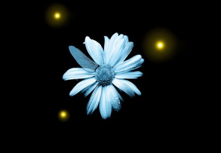 BLUE FLOWER - flower, lights