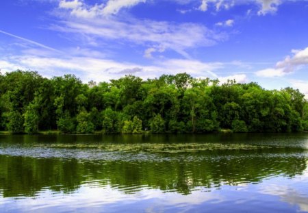 REFLECTING POND - reflexion, pond, trees