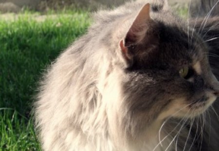 CHUBBY CAT - chubby, fur, grass, cat