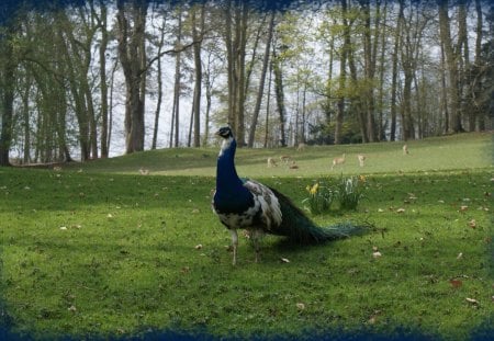 PEACOCK and FRIENDS